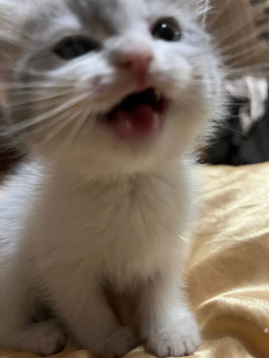 Мушуклар сотилади