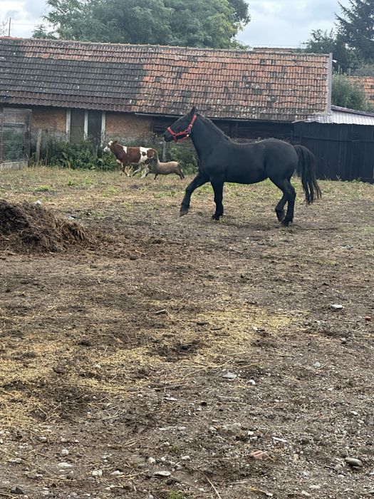 Iapa de vanzare garantata la orce proba         Cei anteresati sa ma c
