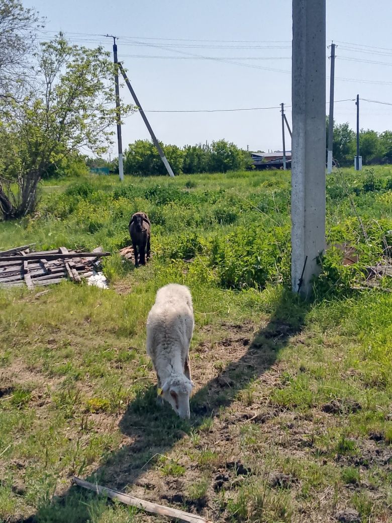 Продам Баранов пять голов