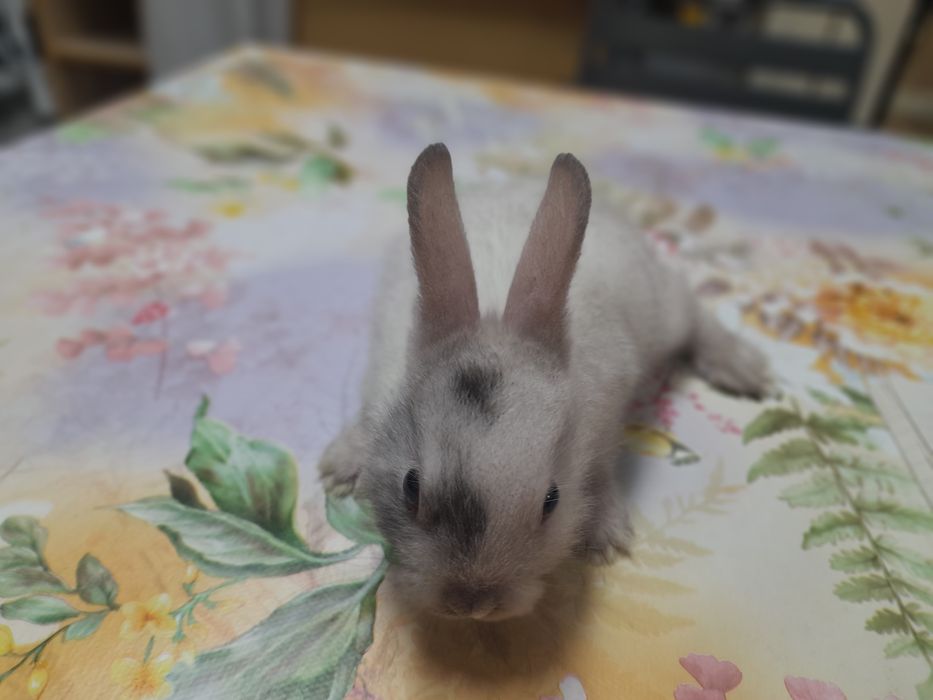 Декоративни зайчета