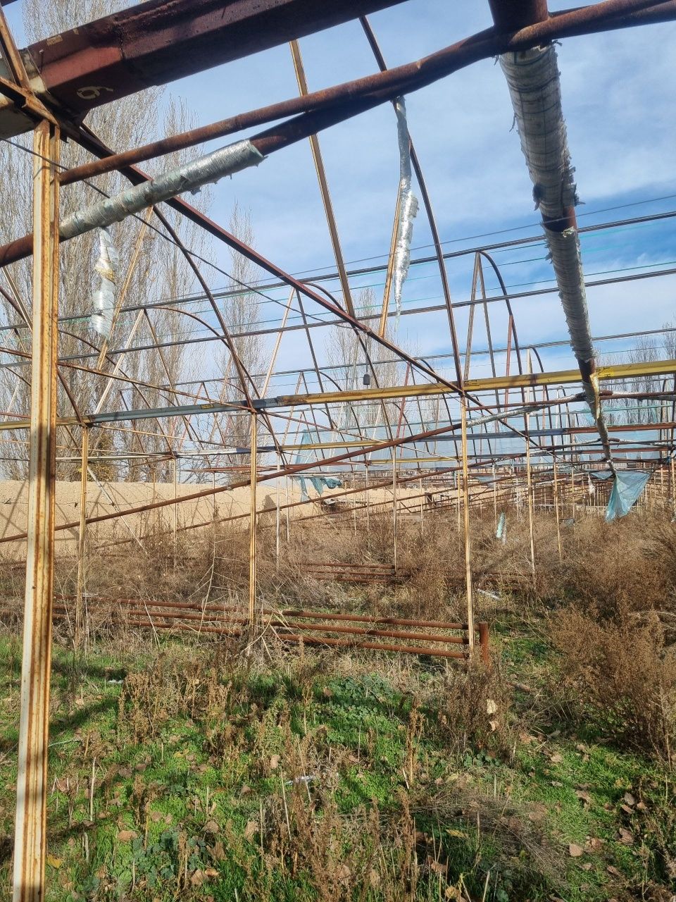 Tiplitsa sotiladi srochna 13 sotix, balandligi 5 metr . Zangiota bozsu