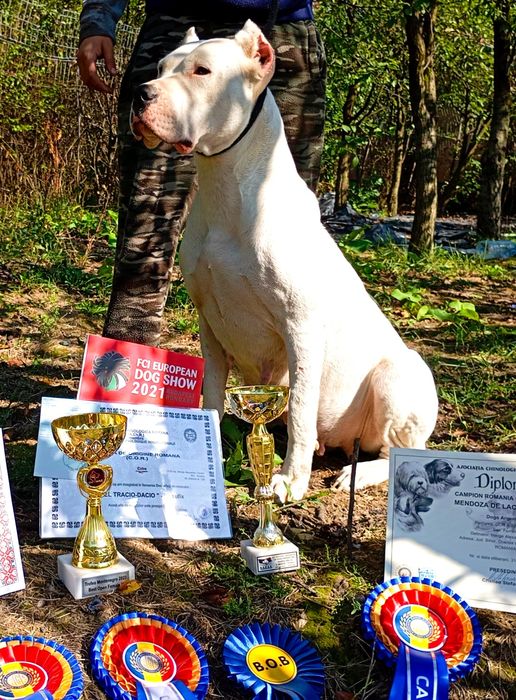 Cățeluș Dogo Argentino cu Pedigrie din Părinți Campioni