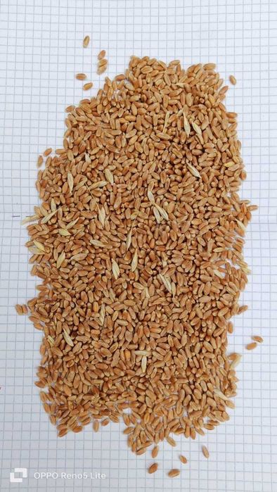 Семенная пшеница 1 репродукция.