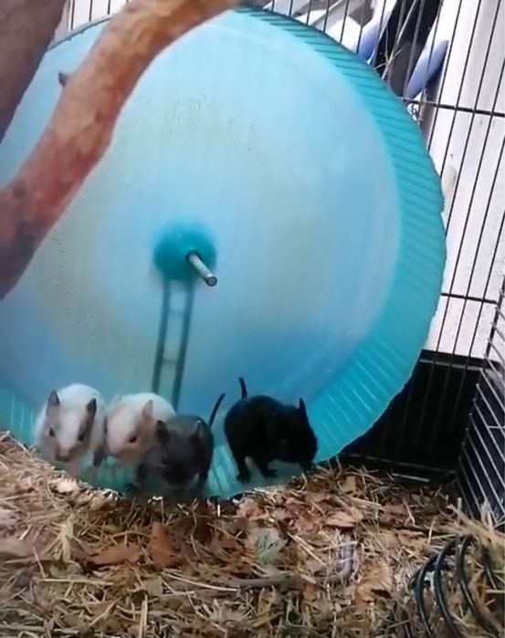 Pereche veverite degu