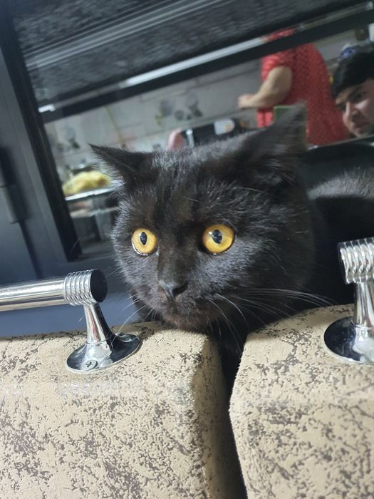 Продаётся породистый кот.