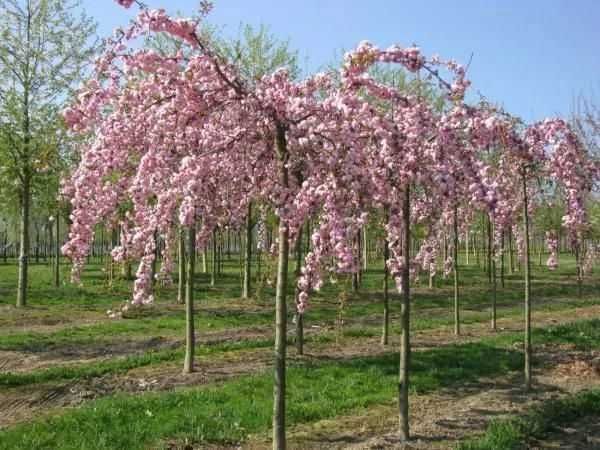 Arbori globulari   artar  salcam catalpa arbori plangatori umbrela