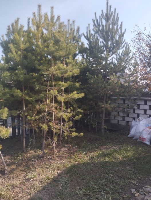 Продам сосны по 10000,-15000,_20000