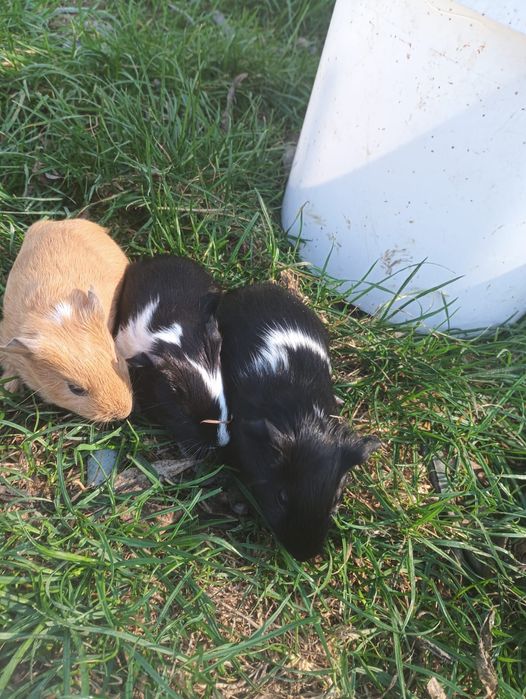 Vând pui de porcușori de guineea frumoși și jucausi