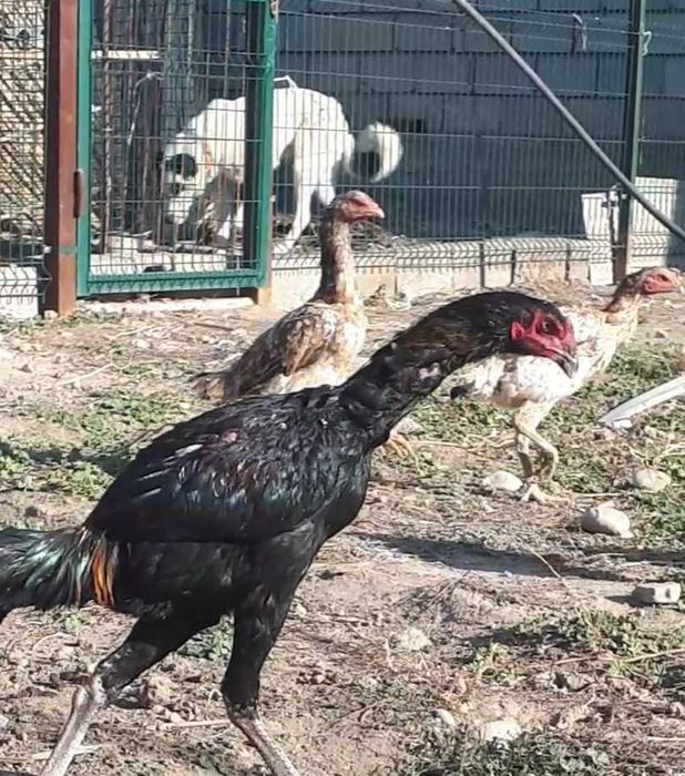 Дакан қораздар сатылады