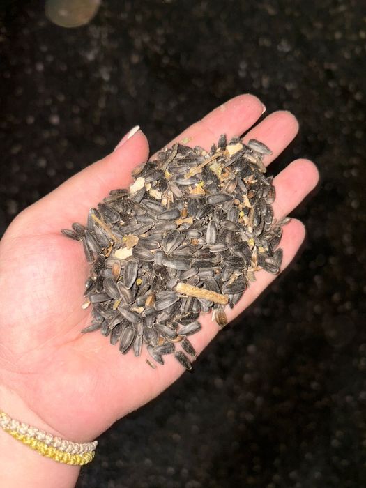 Floarea soarelui 2025