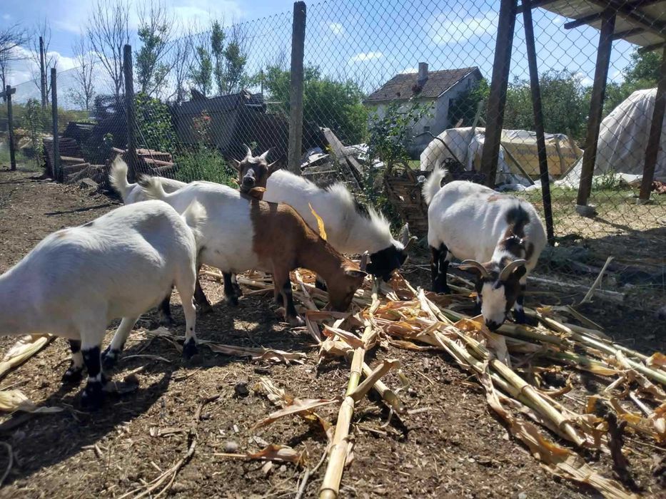 Холандски мини козички