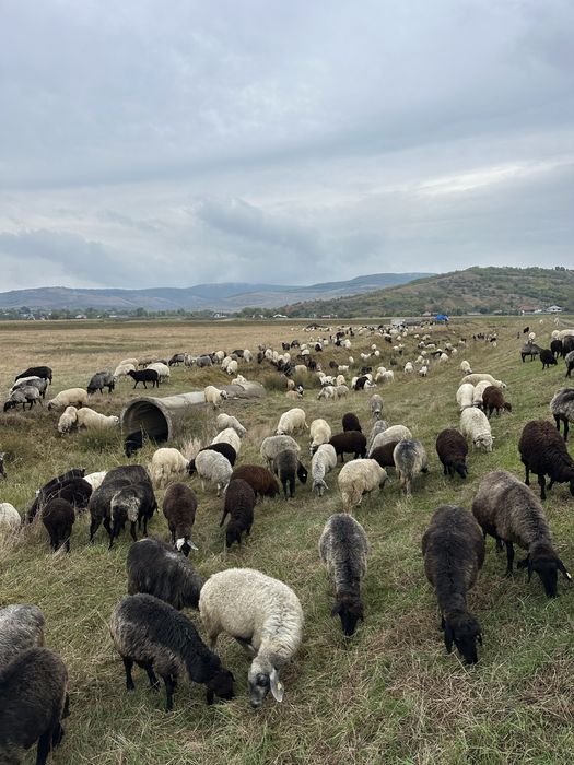 Vand un card de 300de oi si 11berbeci caracul