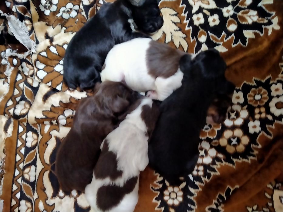 Спаниельки Очеровашки