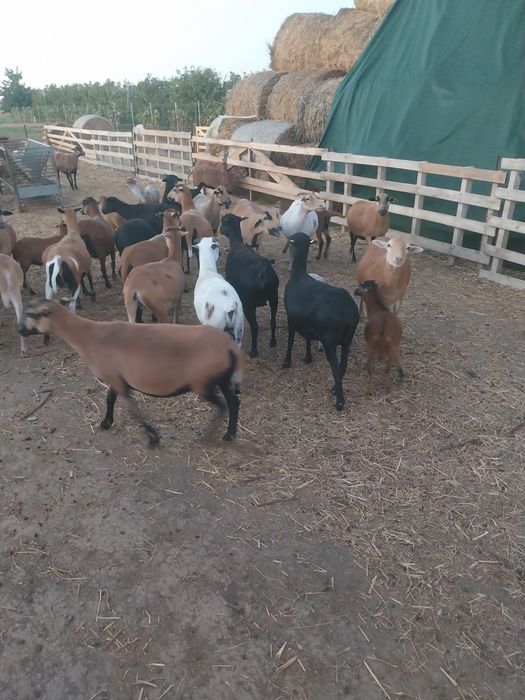 Vând oi de rasă Camerun
Am oi cu miei și gestante, mieluțe și berbecu