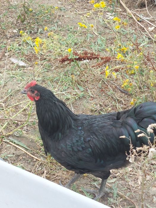 Cocos Australorp  5 luni negri ,gri/splash