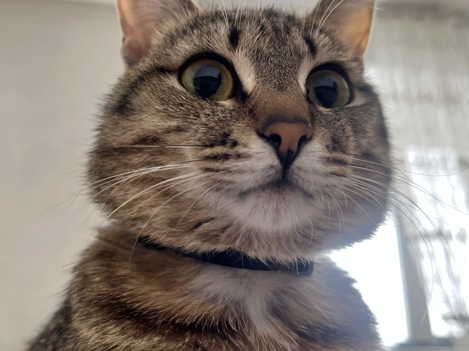 Отдам котенка в хорошие руки