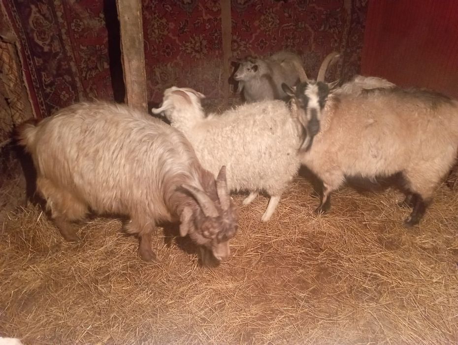 Срочно продам коз