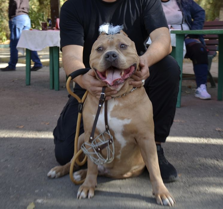 Американский булли XL вязка. IT SOTILMAYDI ! FAQAT QOSHISHGA !