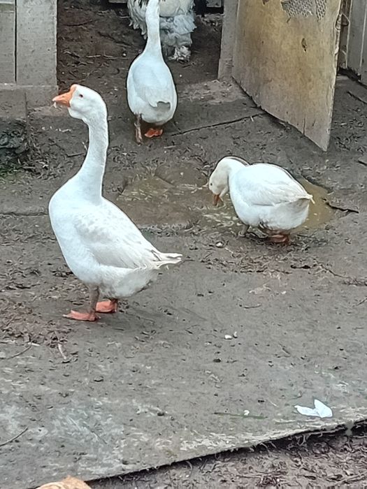 Gâște  românești  albe de vânzare