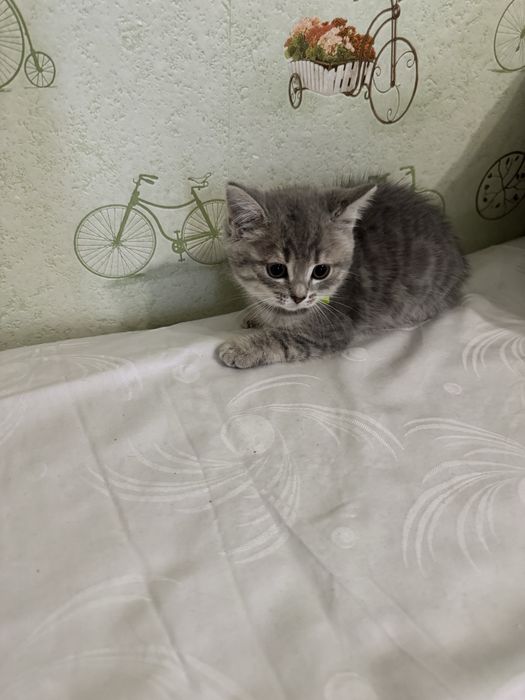 Продам котенка скотиш.