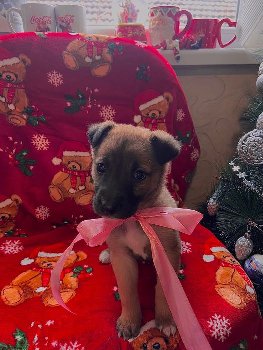 Бебе кученце, момиче