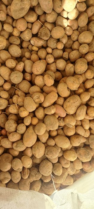 Cartofi pentru animale