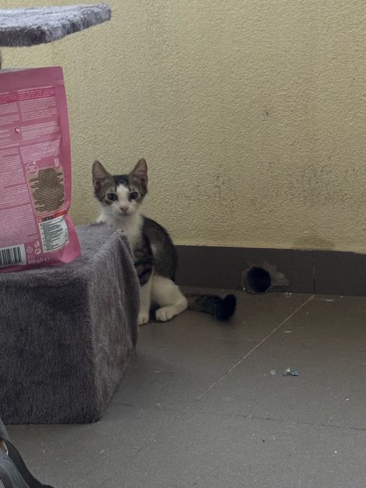 Petsitter/cazare animalute