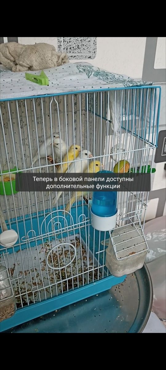 Канарейки плановые