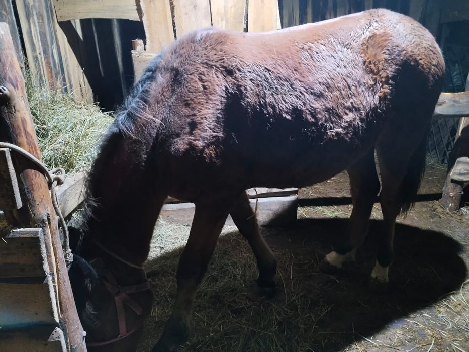 Продам тай 1.5 года