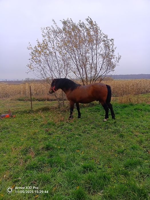 Armăsar de vânzare