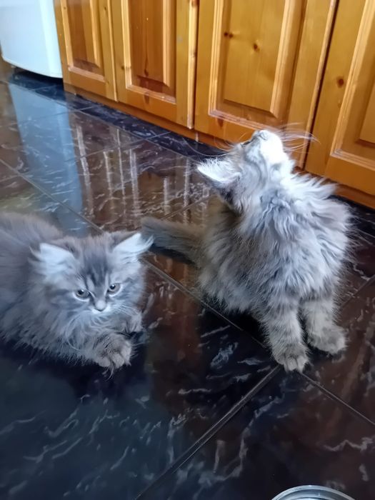 Женски персийски котета