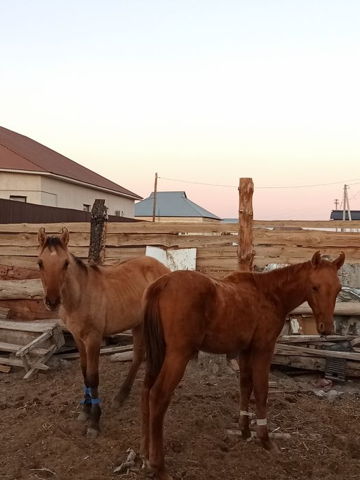 жабагылар сатылад