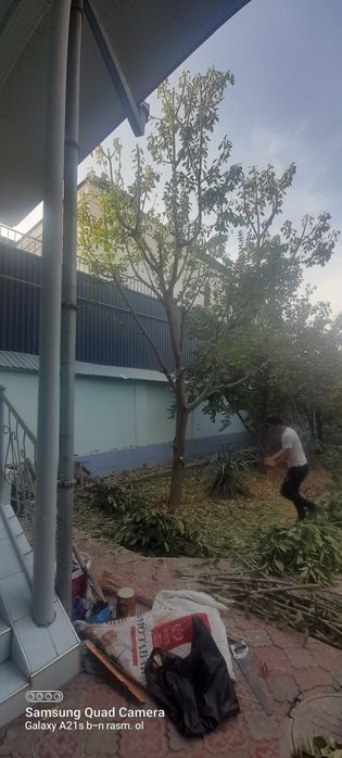 Archa kesish bog'bonlik xizmatlari