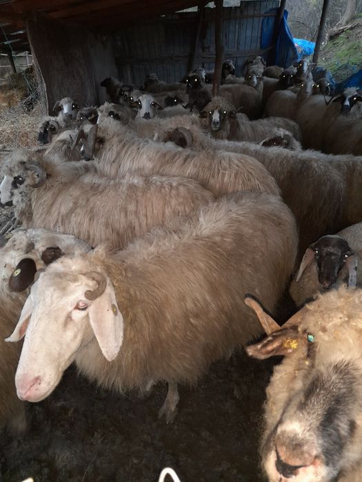 Vând oi rasa Breaze de ținut oile