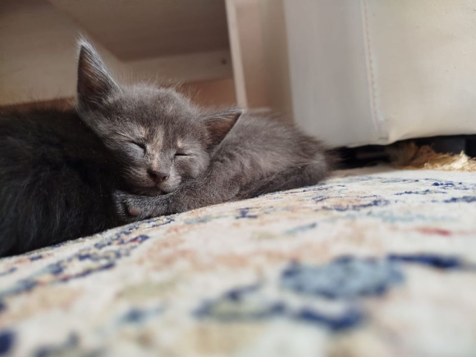 Котенки отдам в добрые руки