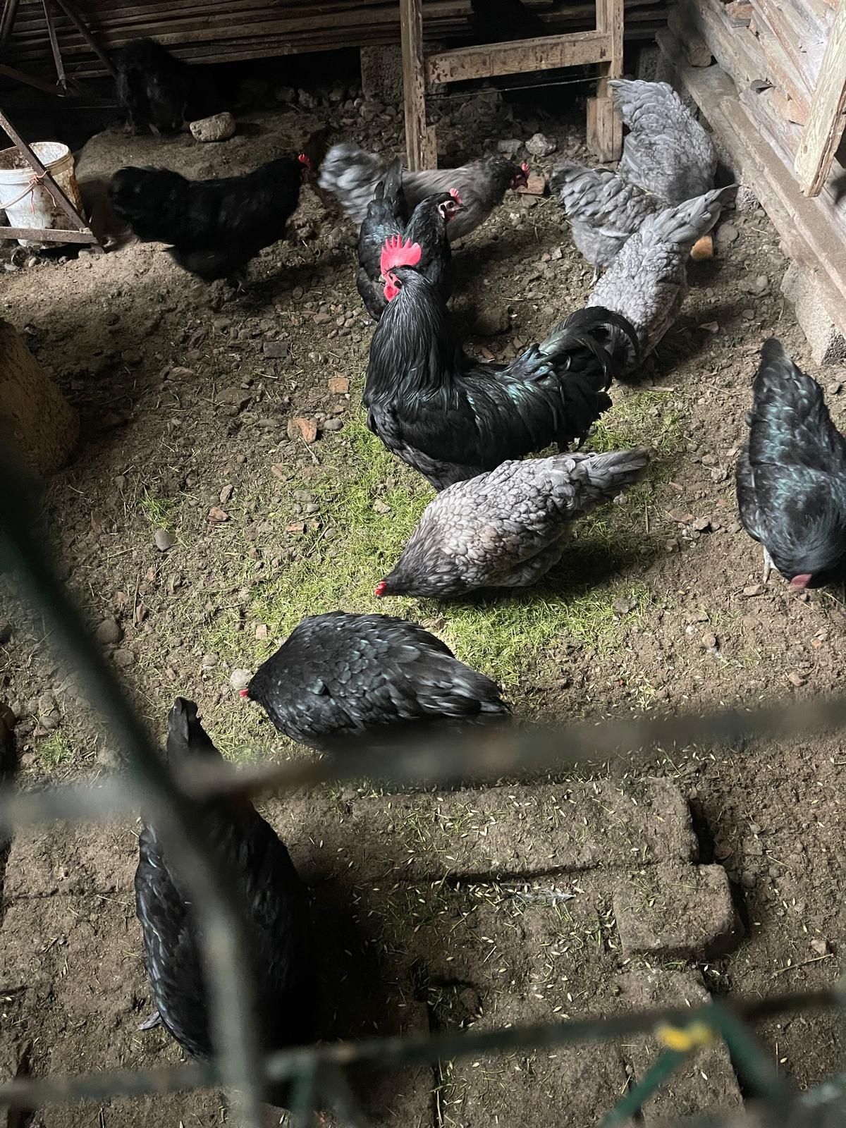 Australorp familie 11+1