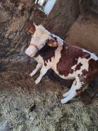 Vând  jurincă Bălțată românească  și vacă  gestantă în 6 luni