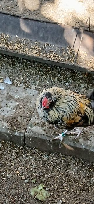 Găini pitice și cocoșei