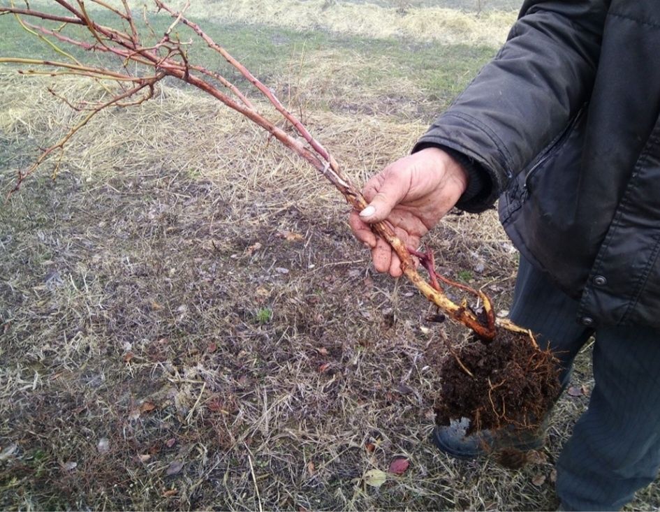 Butasi afin/cocaz/aronia/mur/zmeur