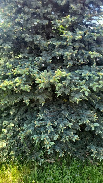 Brad argintiu natural