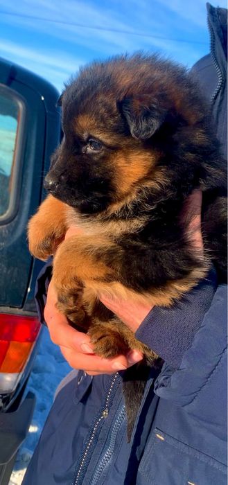 Продаётся щенок немецской овчарки