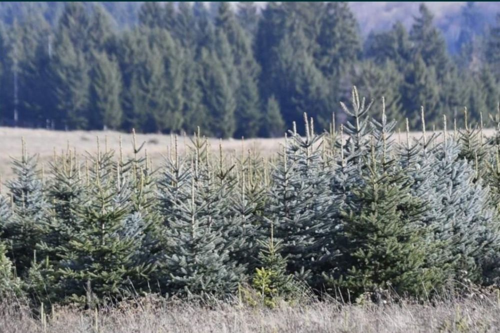 Vând brazi verzi normandiana sau arginti