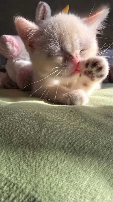 Продаётся котенки шиншиллы, приученные к лотку