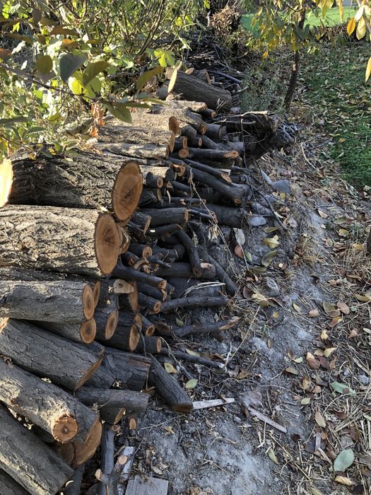 Hezum meva chamoq olu