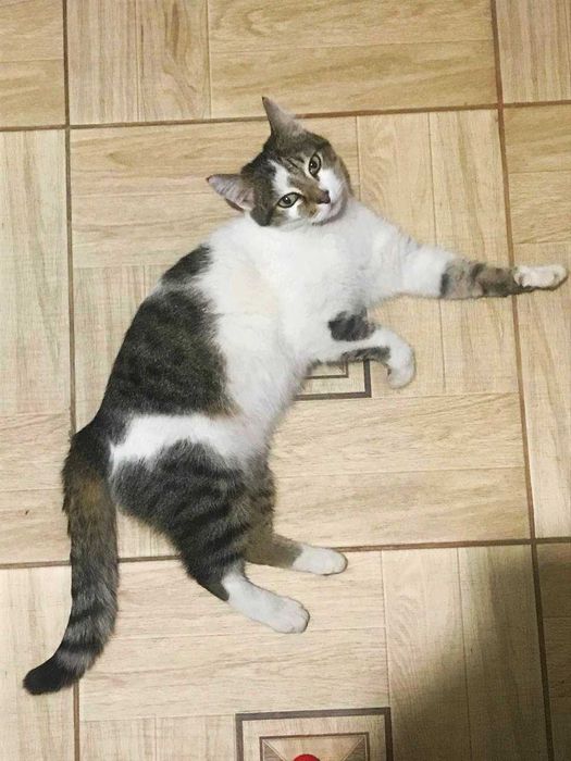 Возьмите к себе добрую кошечку