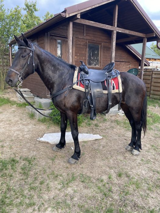 Iapa lipitana negru corb