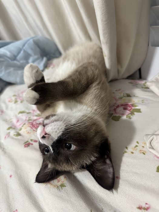 Вязка кошка сотиш мас