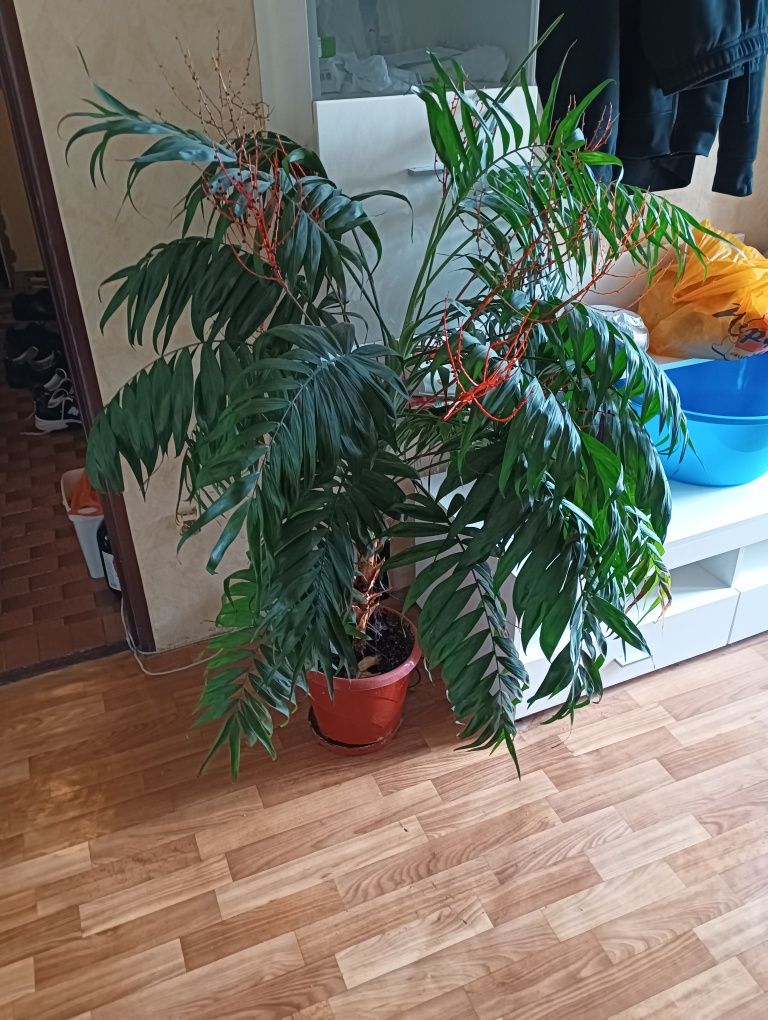Хамедорея елеганс
