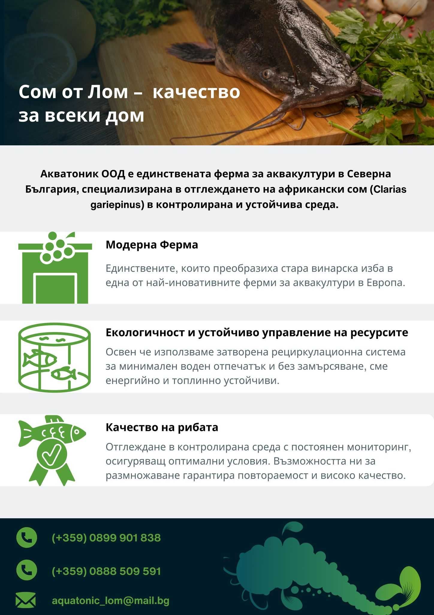 Африкански сом (Clarias Gariepinus), нечистен, на килограм (1 кг)