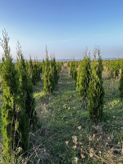 Tuia smaragd 200 cm perfect aclimatizați